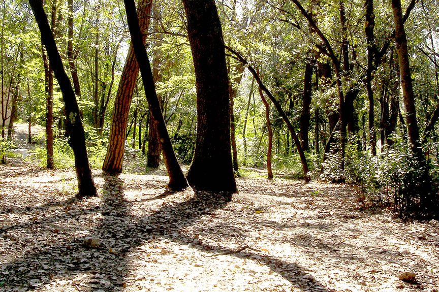 Forêt Discrète